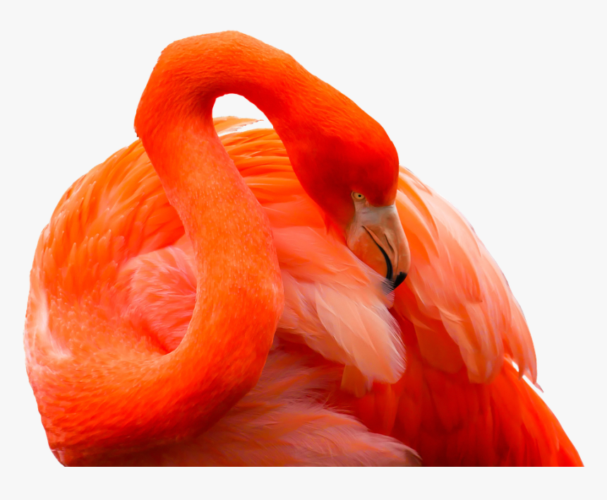 Animal, Bird, Flamingo, Feather, Red, Bill, Exotic - Animales Exoticos Png, Transparent Png