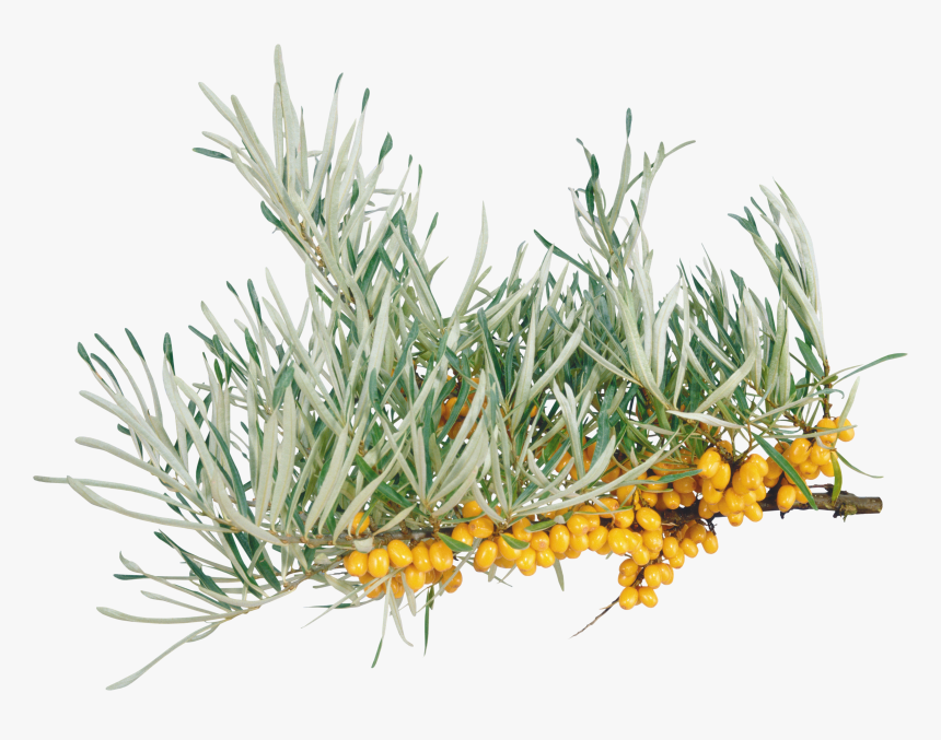 Sea Buckthorn Png - Transparent Background Sea Plant Png, Png Download