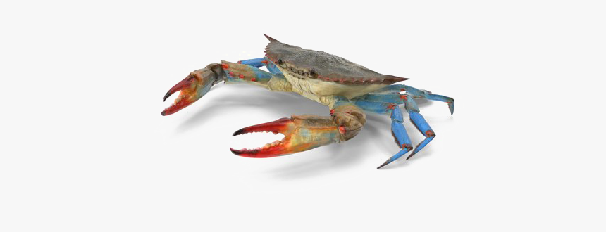 Crab Png Transparent Images - Chesapeake Blue Crab, Png Download
