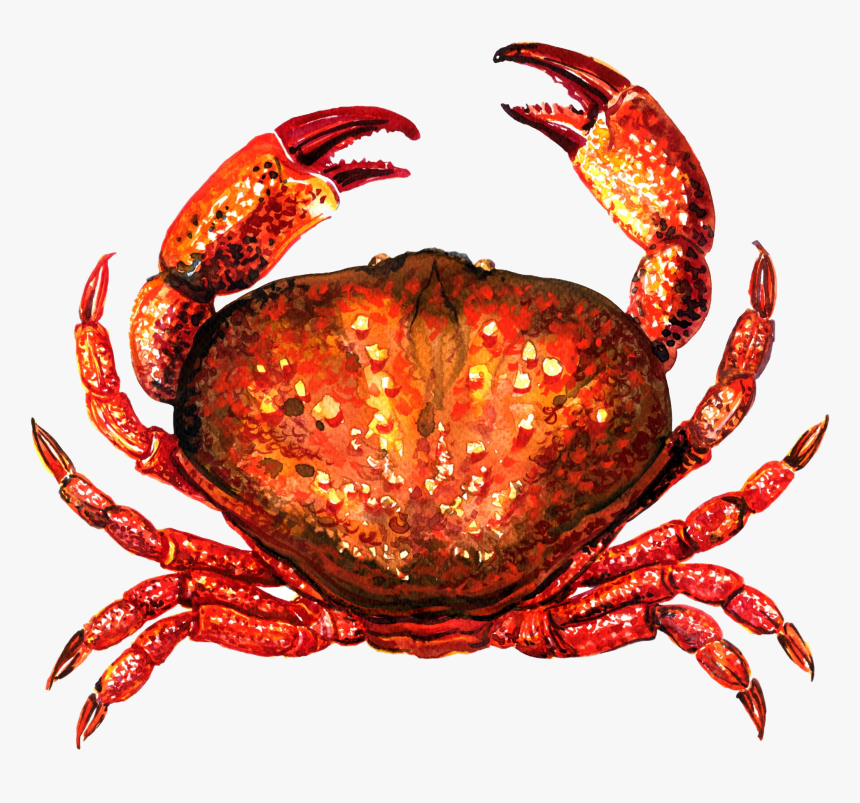 Crab For Taiapure - Crab Top View, HD Png Download