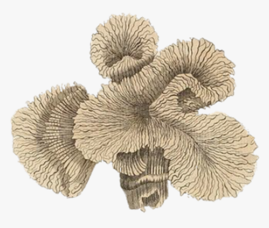 Coral, Vintage, Plant, Ocean, Life, Sea, Beach, Coast - Coral Printable, HD Png Download