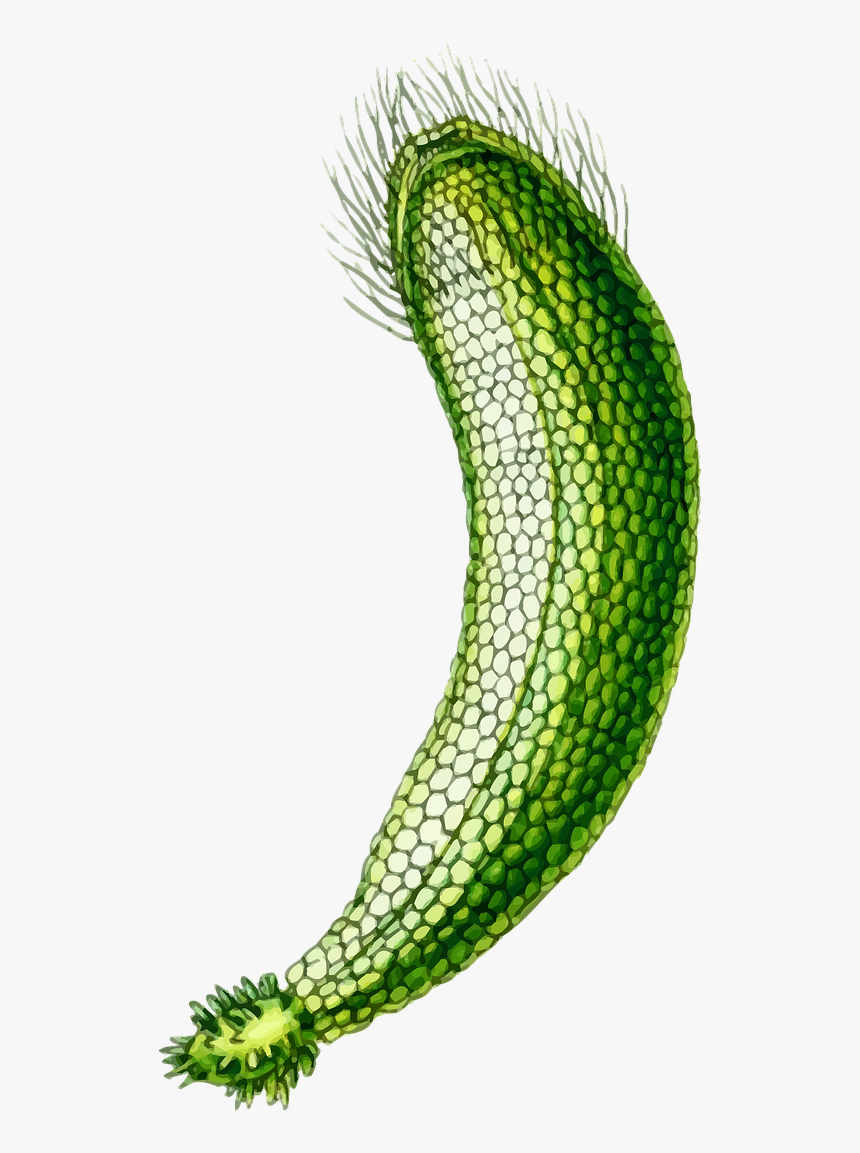 Neomeris Annulata Drawing, HD Png Download