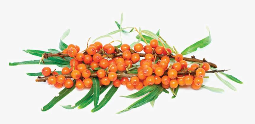 Sea Buckthorn Png Image Background - Orange Fruits And Vegetables, Transparent Png