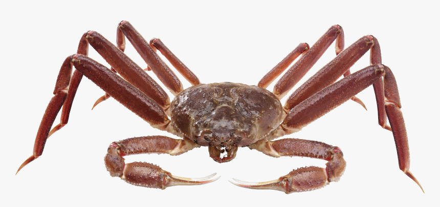 Crab Png - Spider Crab Transparent Background, Png Download