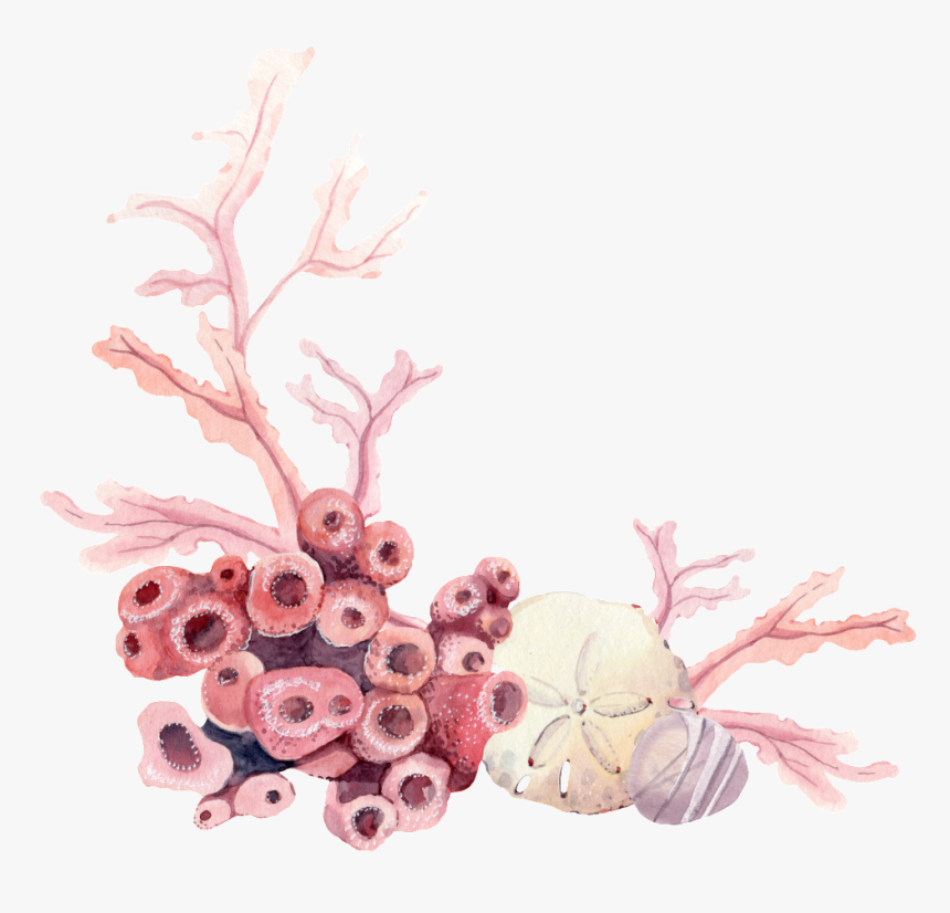 Hand Painted Sea Bottom Plant Png Transparent - Кораллы Пнг, Png Download