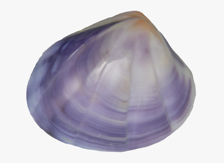 Baltic Clam, HD Png Download