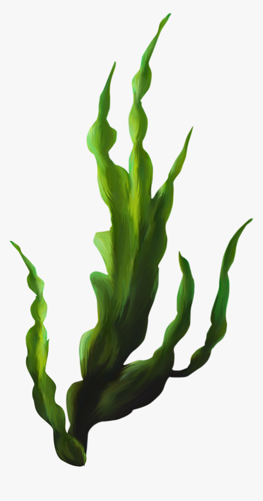 Z 3485993240 - Transparent Seaweed Png, Png Download