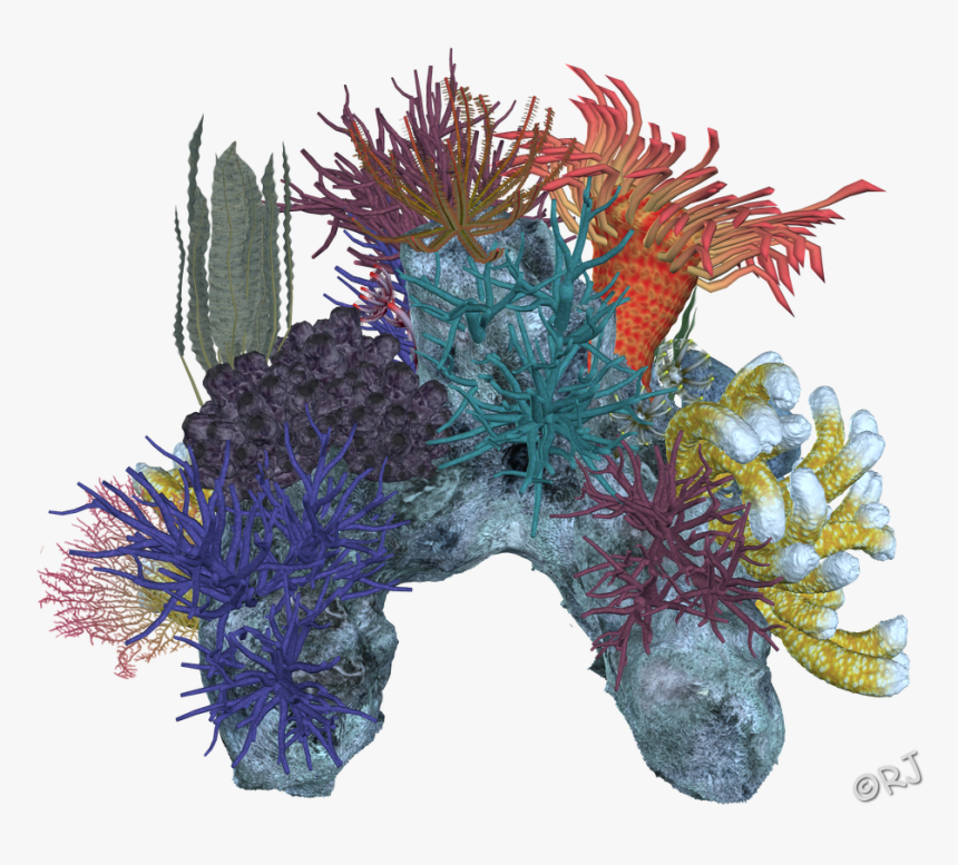 Coral Reef Png Download , Png Download - Coral Reef Png, Transparent Png