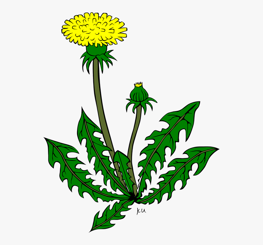 Sea Plants Cliparts 15, Buy Clip Art - Dandelion Clip Art, HD Png Download