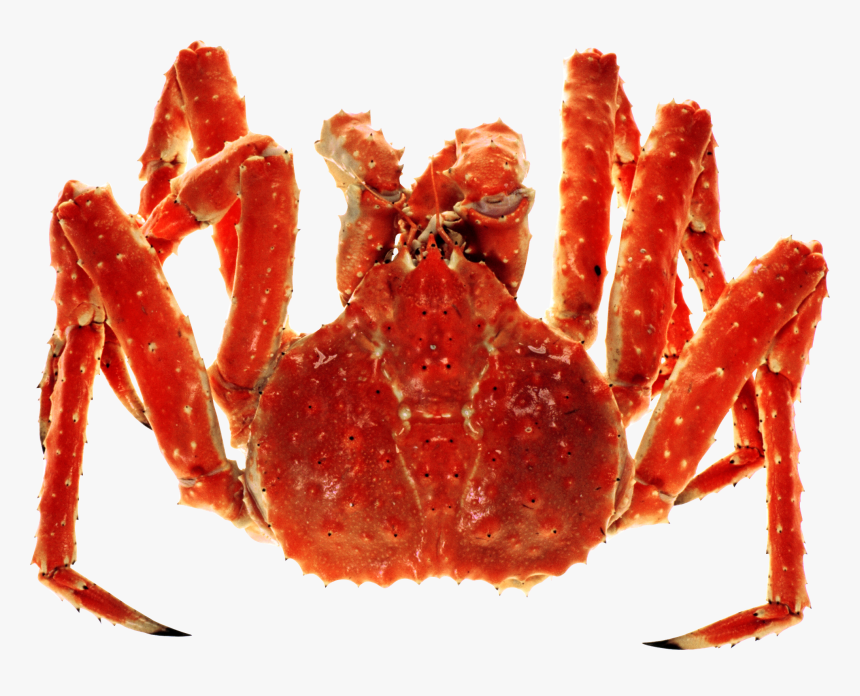 Transparent Hermit Crab Clipart - Red King Crab Png, Png Download