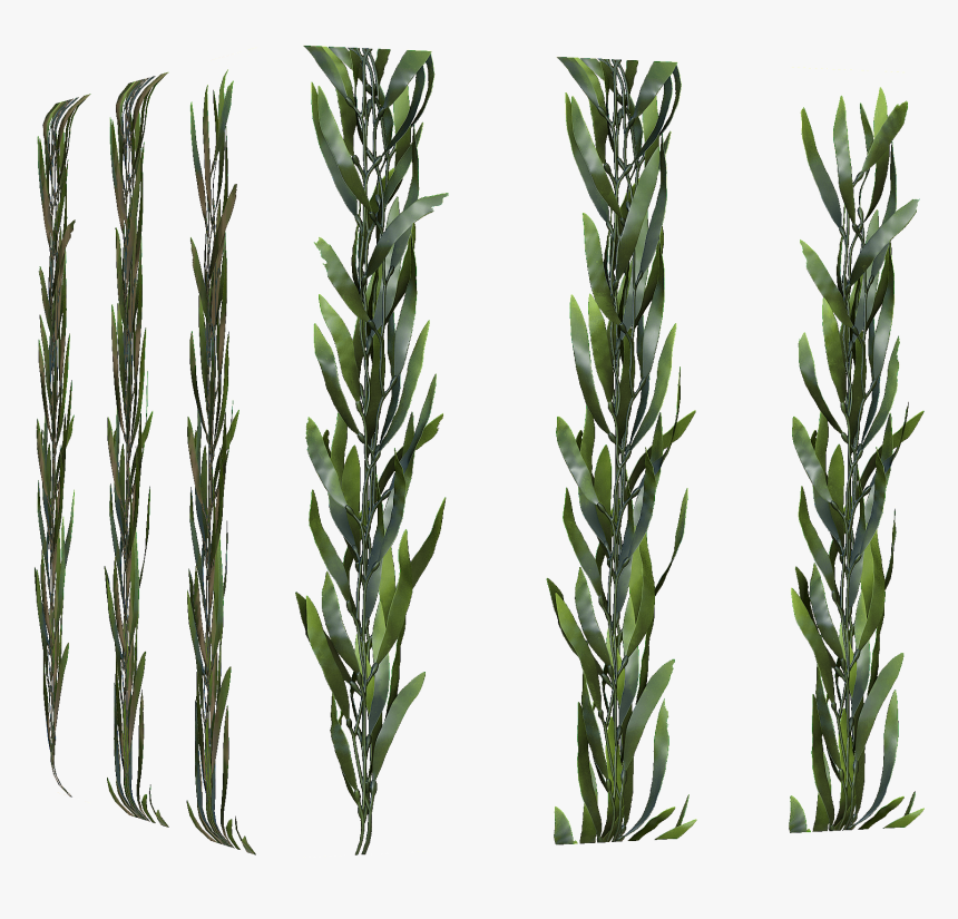 Kelp Forest Sea Otter Seaweed Seabed - Kelp Forest Transparent Background, HD Png Download