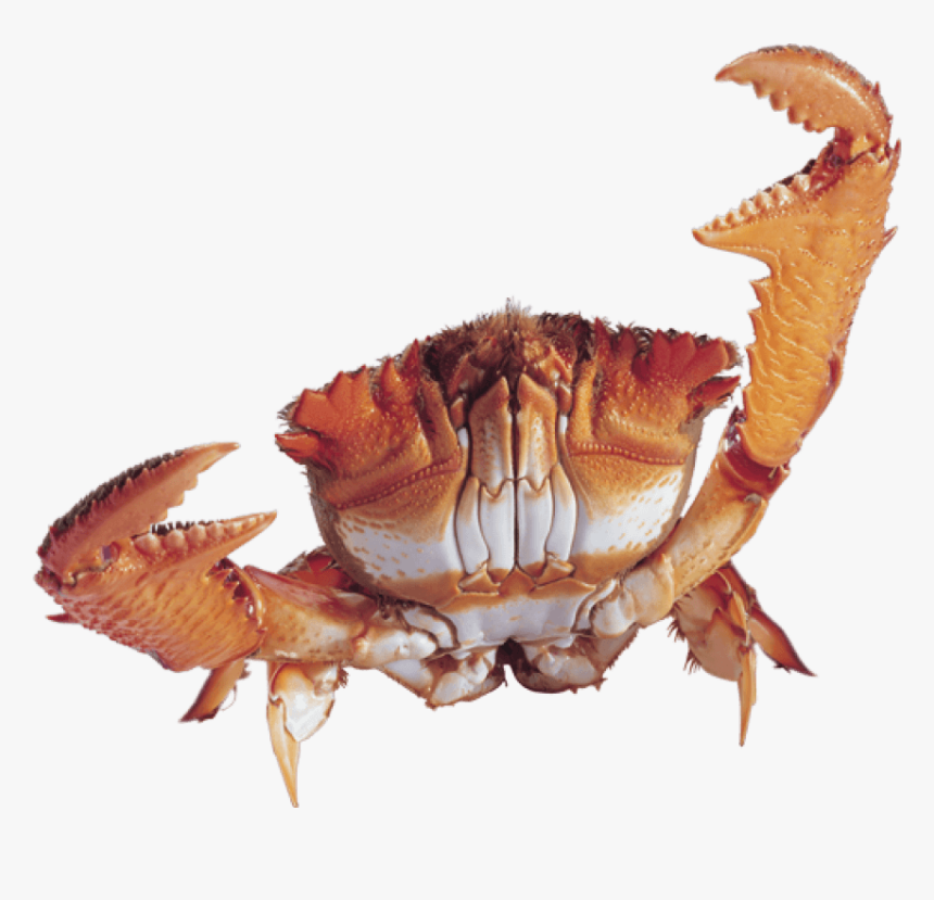 Crab Png Transparent Images - Transparent Background Crab Png, Png Download