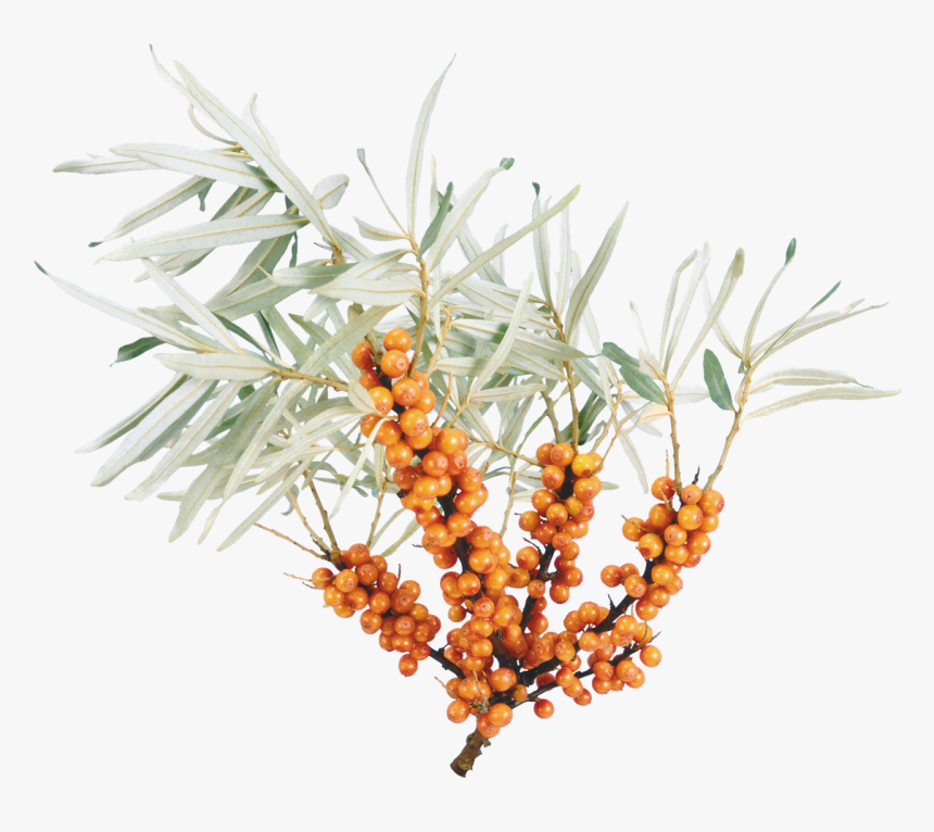 Sea Buckthorn Png Free Download - Обліпиха Пнг, Transparent Png