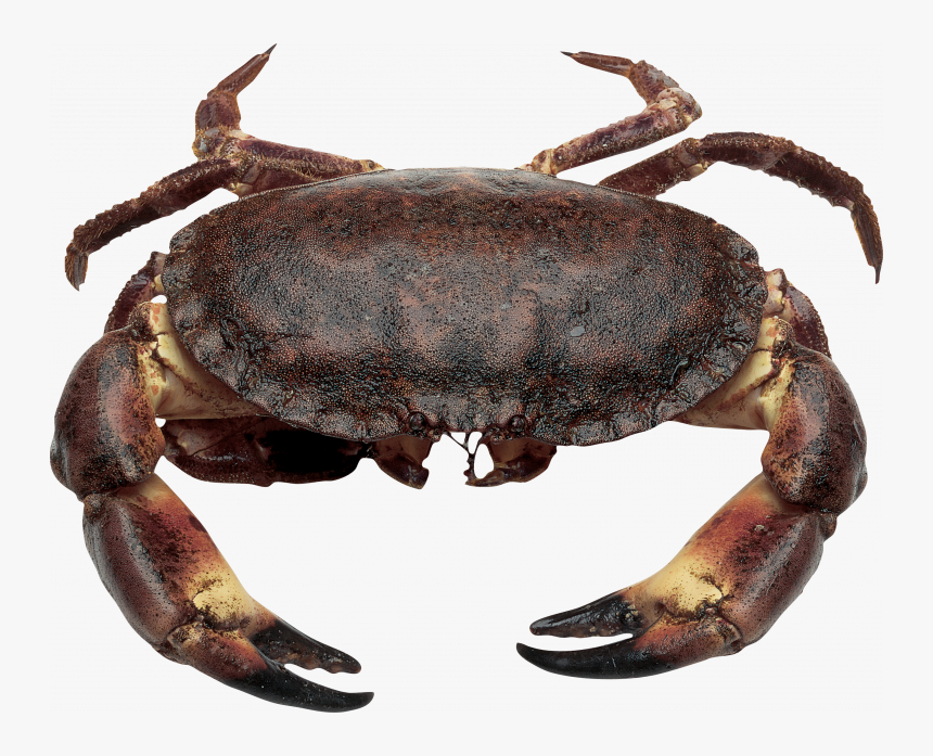 Download This High Resolution Crab High Quality Png - France Crab, Transparent Png
