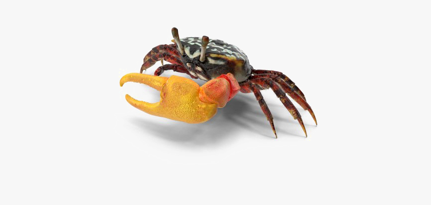 Crab Png Download Image - Fiddler Crab, Transparent Png