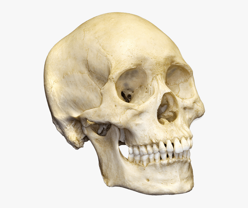 Skull - Human Skull Png, Transparent Png