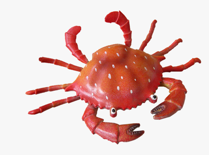 Transparent Insects Clipart - Imagen De Un Cangrejo, HD Png Download