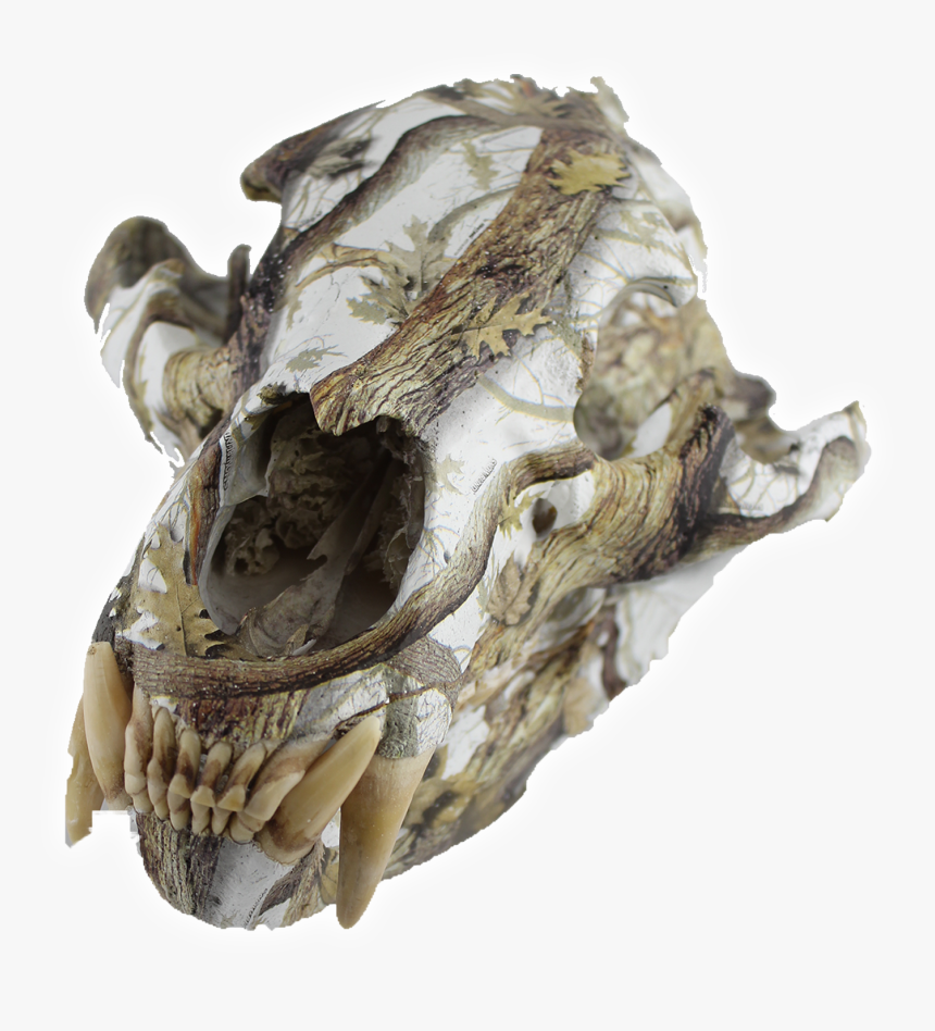 Transparent Animal Skull Png - Skull, Png Download