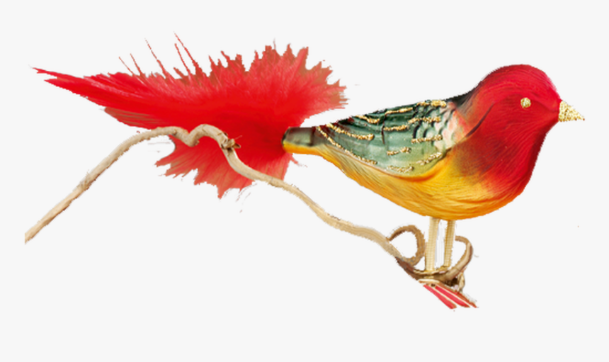 Phasianidae, HD Png Download