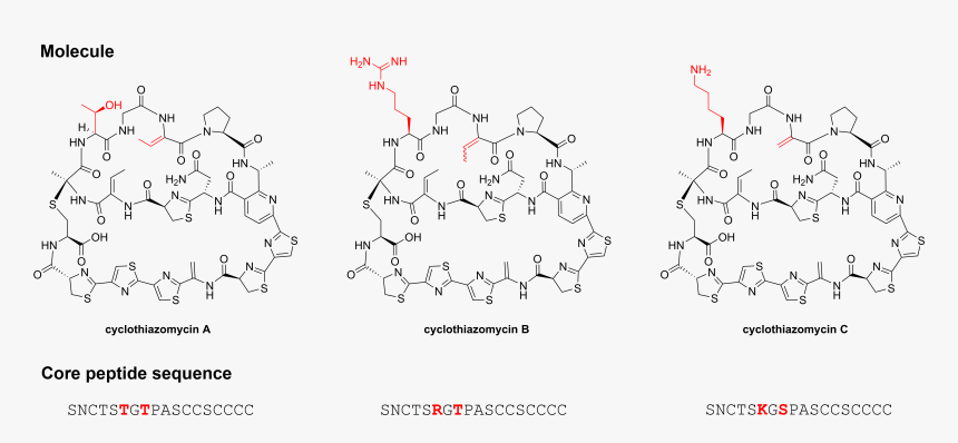 File - Cyclothiazomycin-family - Core Structure Peptide, HD Png Download