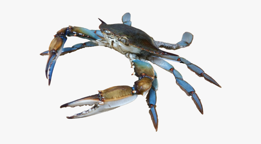 Small Crab Png, Transparent Png