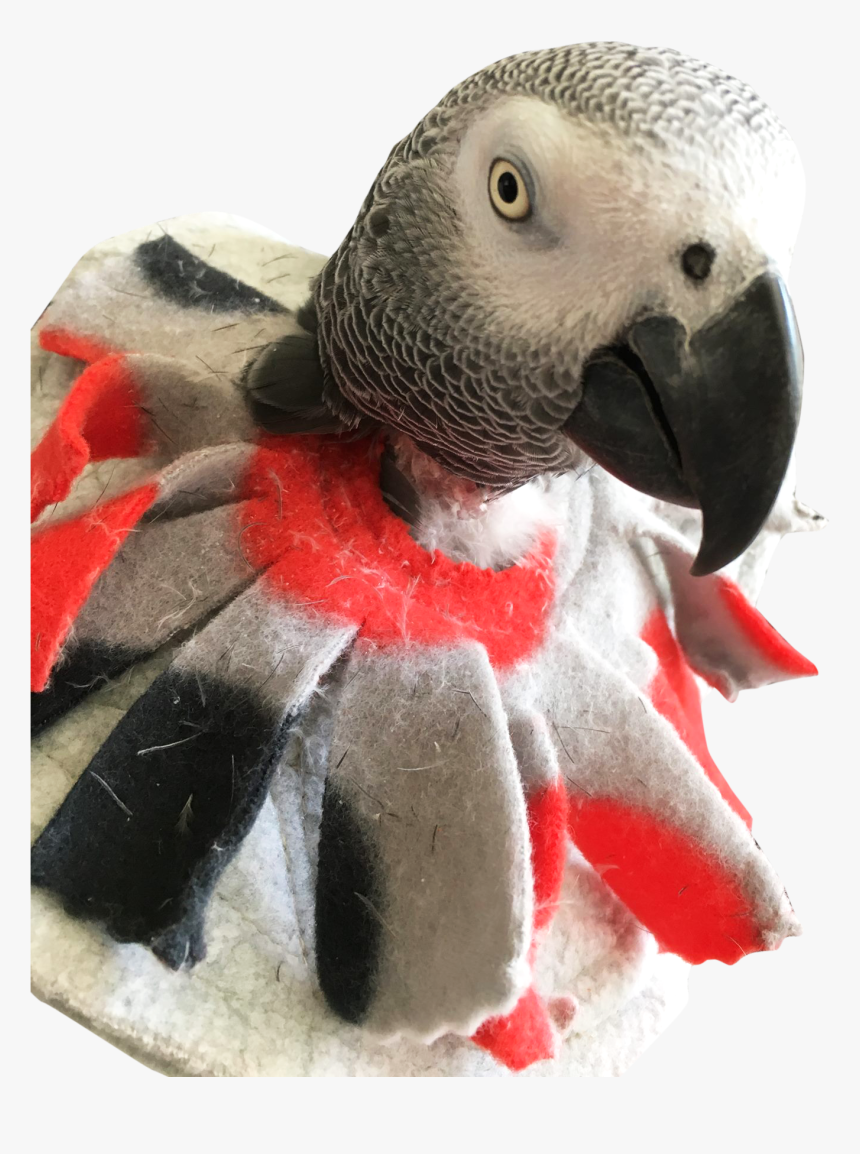 Unruffledrx Bird Collar, For Mild Feather Picking - Bird Collar Felt, HD Png Download
