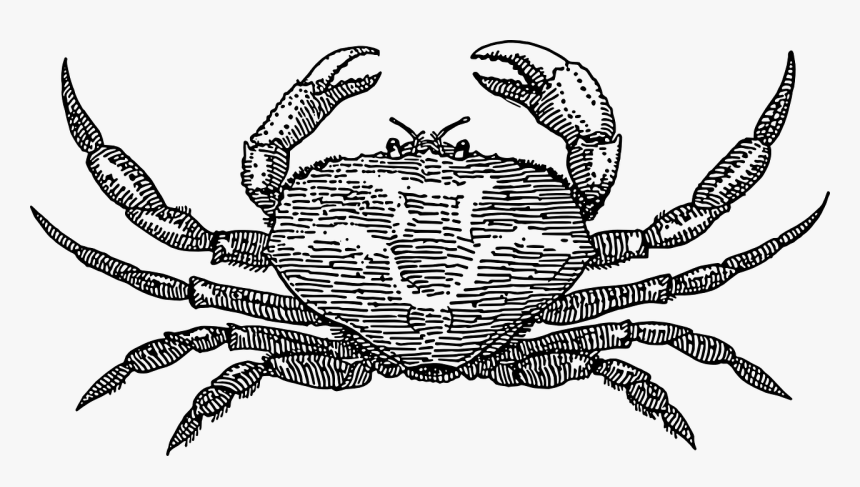 Crab - Crab Png Black And White, Transparent Png