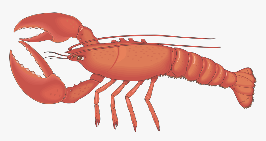Transparent Lobster Claw Clipart - Lobster Cliparts, HD Png Download