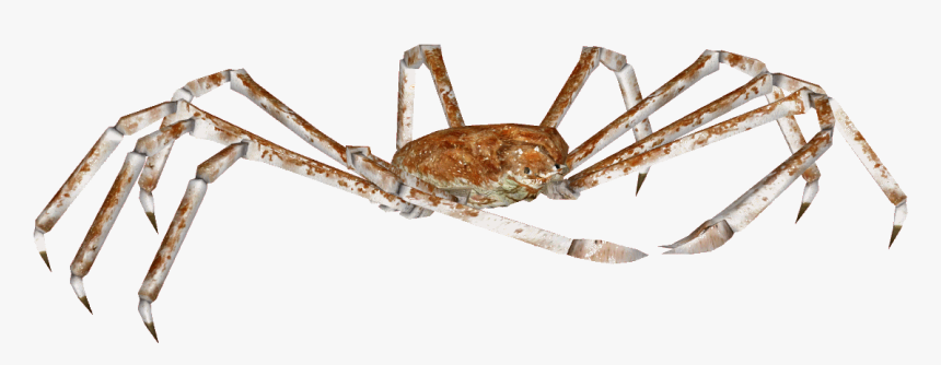 Crab Spider Transparent Background, HD Png Download