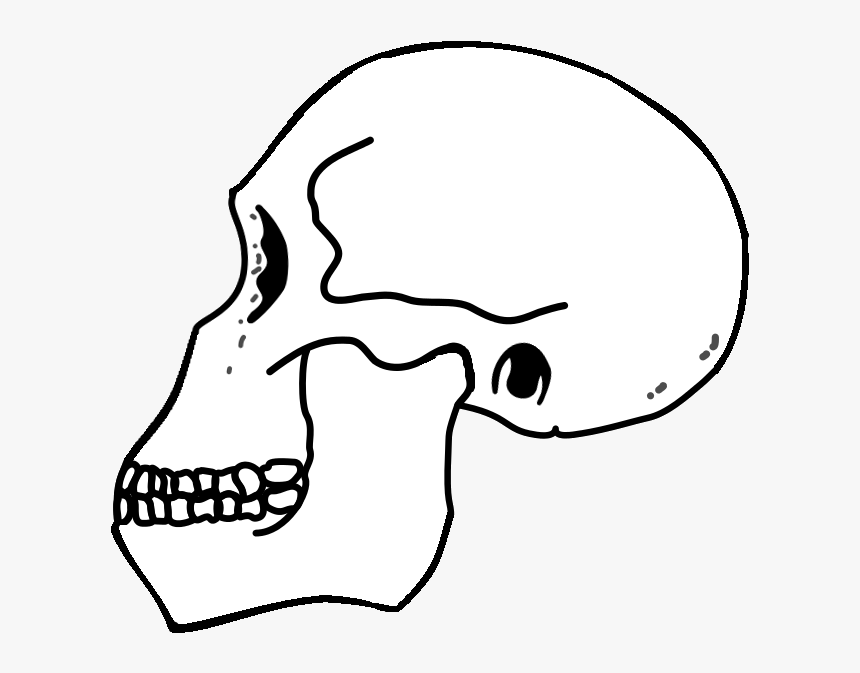 Rudolfensis Skull - Skull, HD Png Download