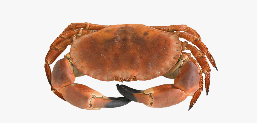 Product-browncrab - Dungeness Crab, HD Png Download