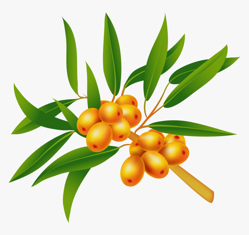 Sea Buckthorn Download Transparent Png Image - Sea Buckthorns, Png Download