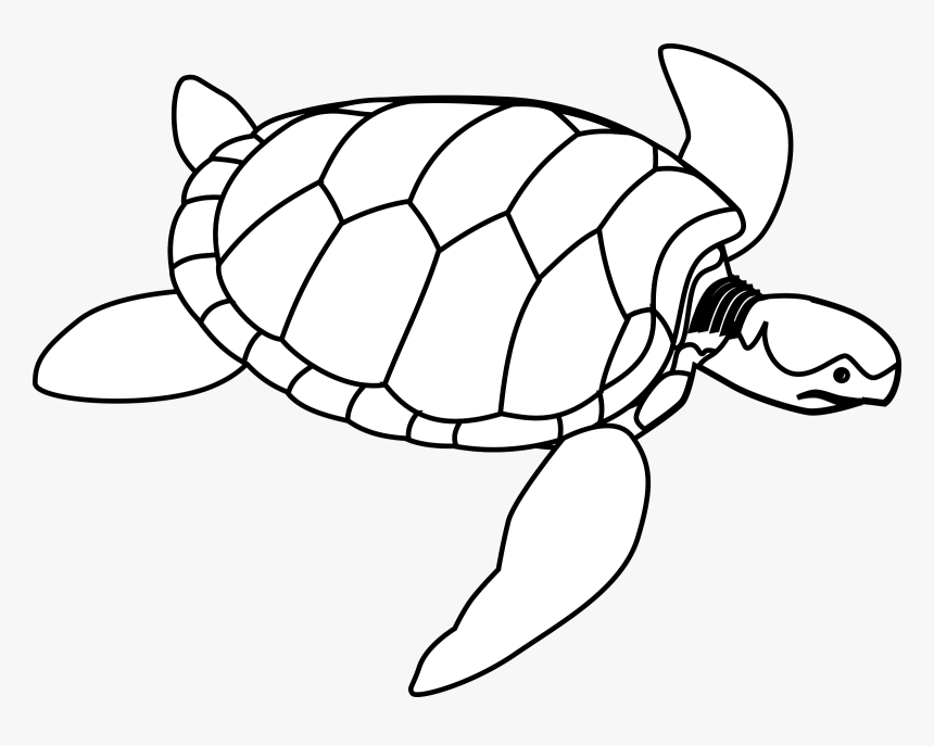 Turtle Clip Art, HD Png Download