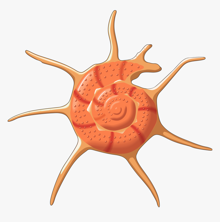 Png Seashell Vector - Seashell Transparent Background Clipart, Png Download