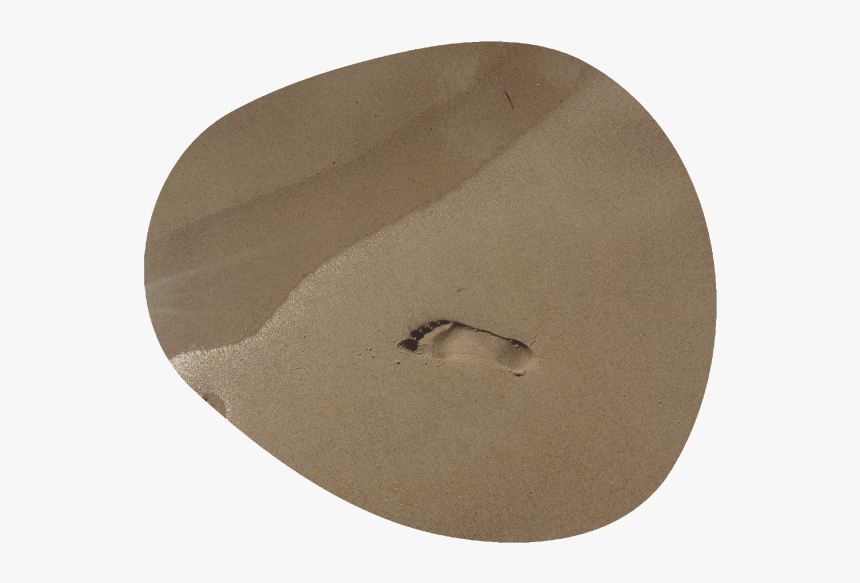 Honeybee, HD Png Download