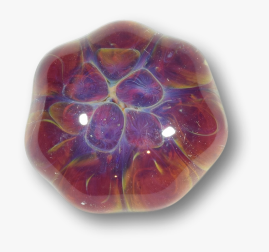 Tortoise, HD Png Download