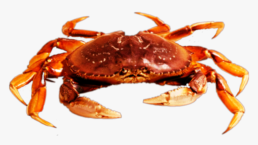 #freetoedit #beach #crab - Crab Picsart Png, Transparent Png
