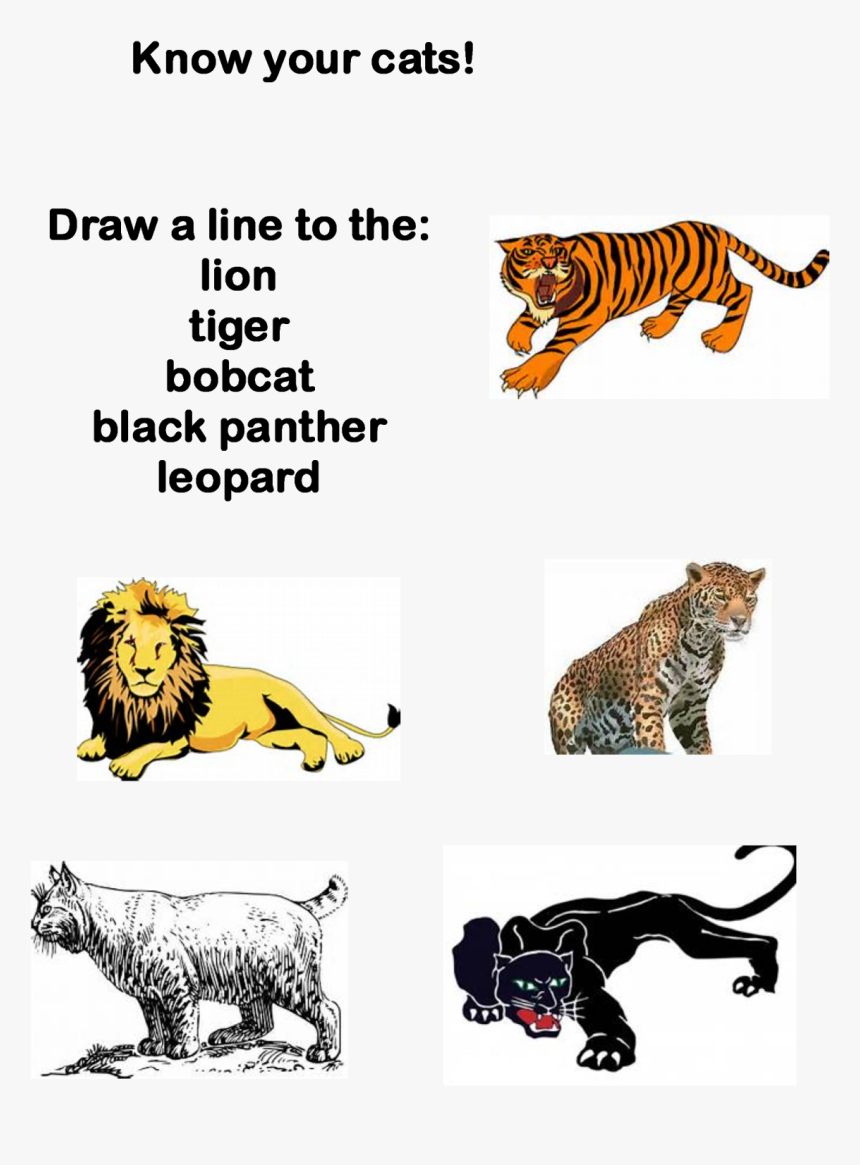 Transparent Pride Rock Png - Siberian Tiger, Png Download