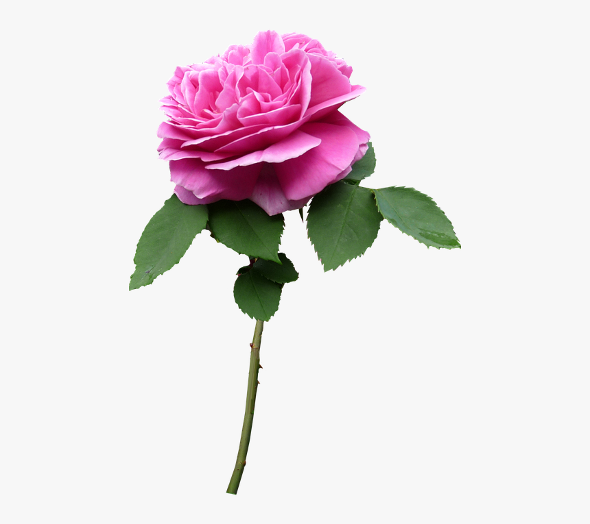 Flower With Stem Transparent, HD Png Download