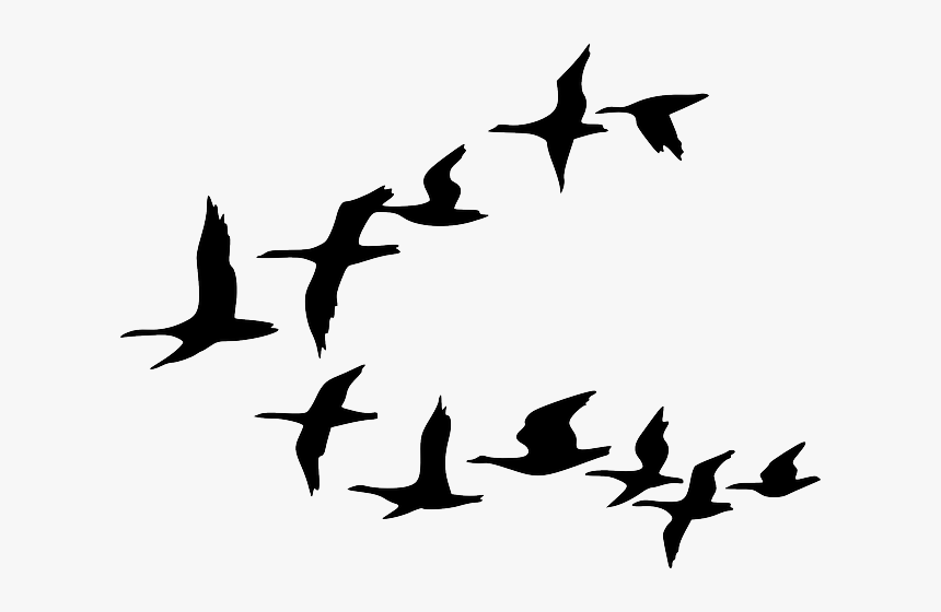 Birds Flying Clipart, HD Png Download