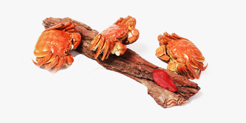 Freshwater Crab, HD Png Download