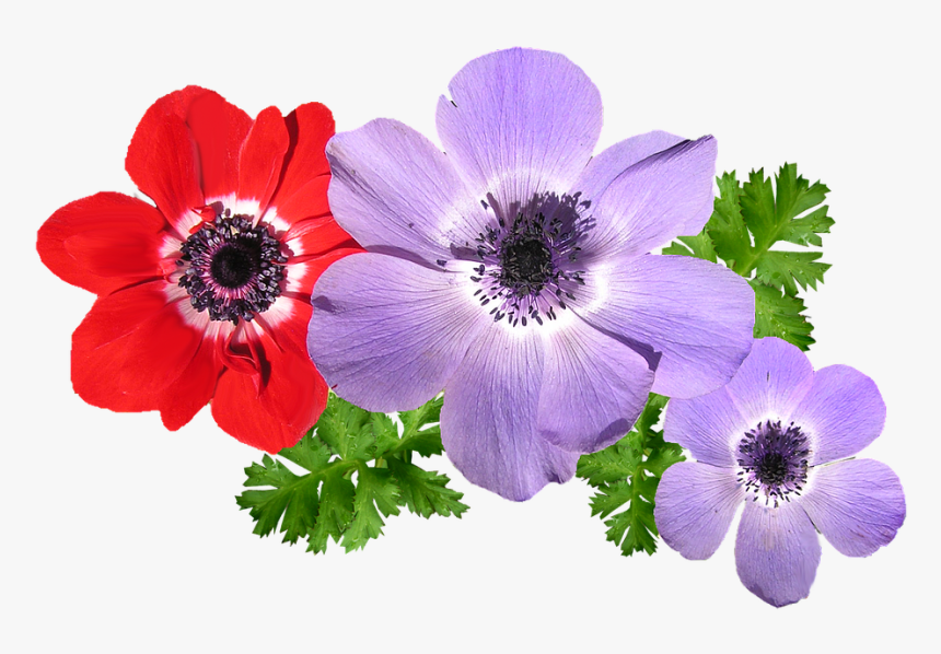Anemone Mixtos Flores Primavera Anemone Flower Png Transparent Png Transparent Png Image Pngitem