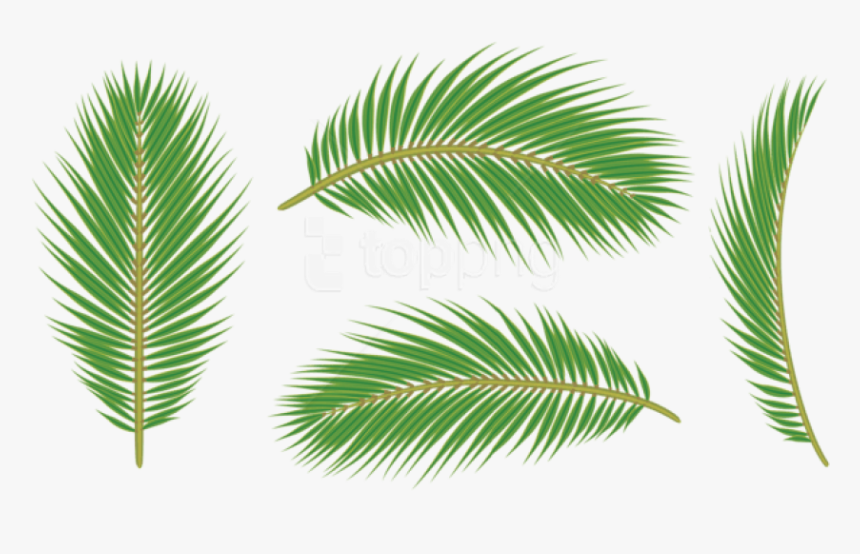 Yellow Pine,oregon Pine,shortstraw Pine,loblolly Pine,woody - Leaf Transparent Background Leaf Palm Png, Png Download