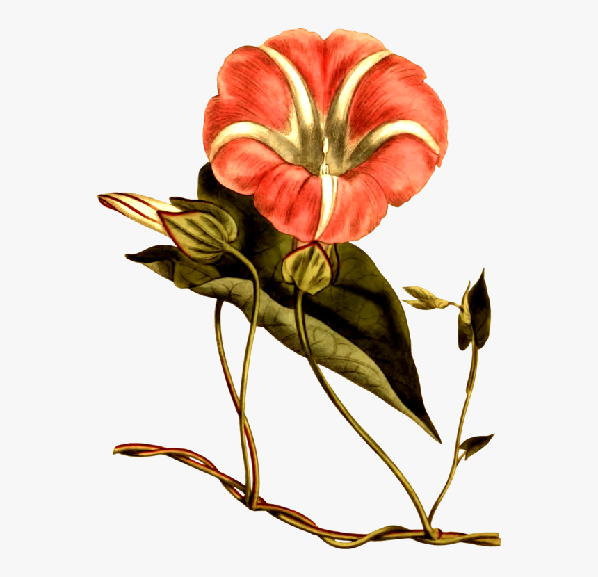 All Photo Png Clipart - Flower, Transparent Png