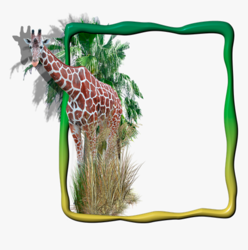 Transparent Giraffe Border Clipart - Moldura Para Foto Digital Animais, HD Png Download