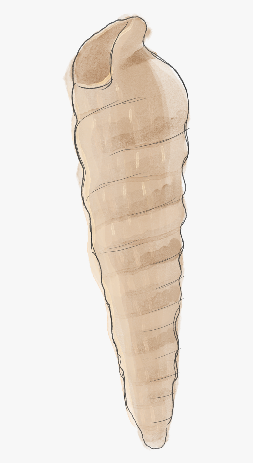 Augur - Earrings, HD Png Download