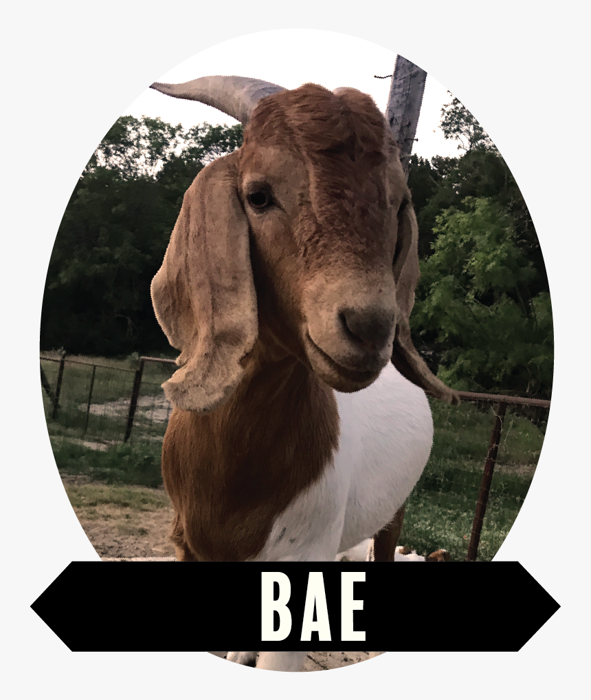 Goat , Png Download - Goat, Transparent Png