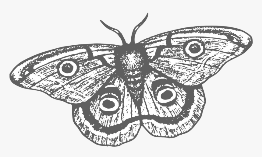 Smoke & Mirrors Logo Final - American Painted Lady, HD Png Download