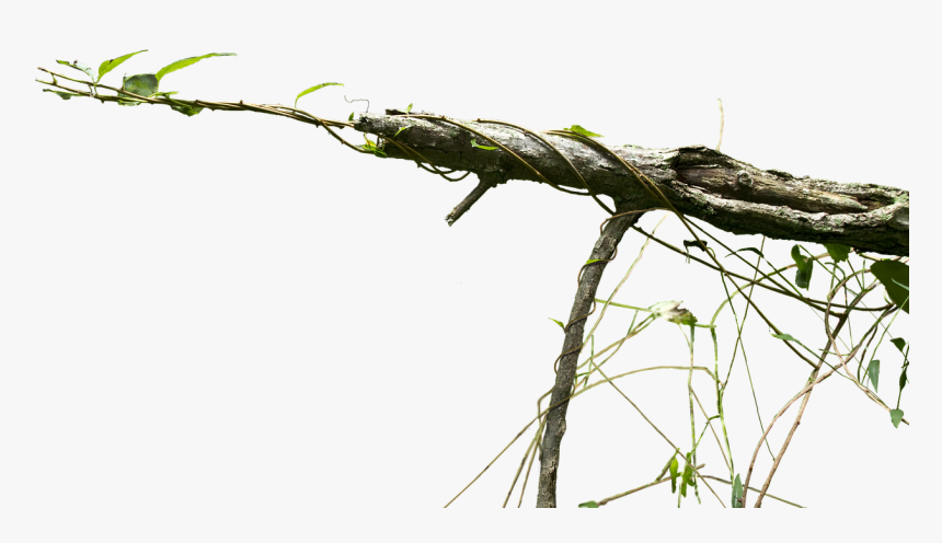 Creepy Vine Png - Branch Vines, Transparent Png