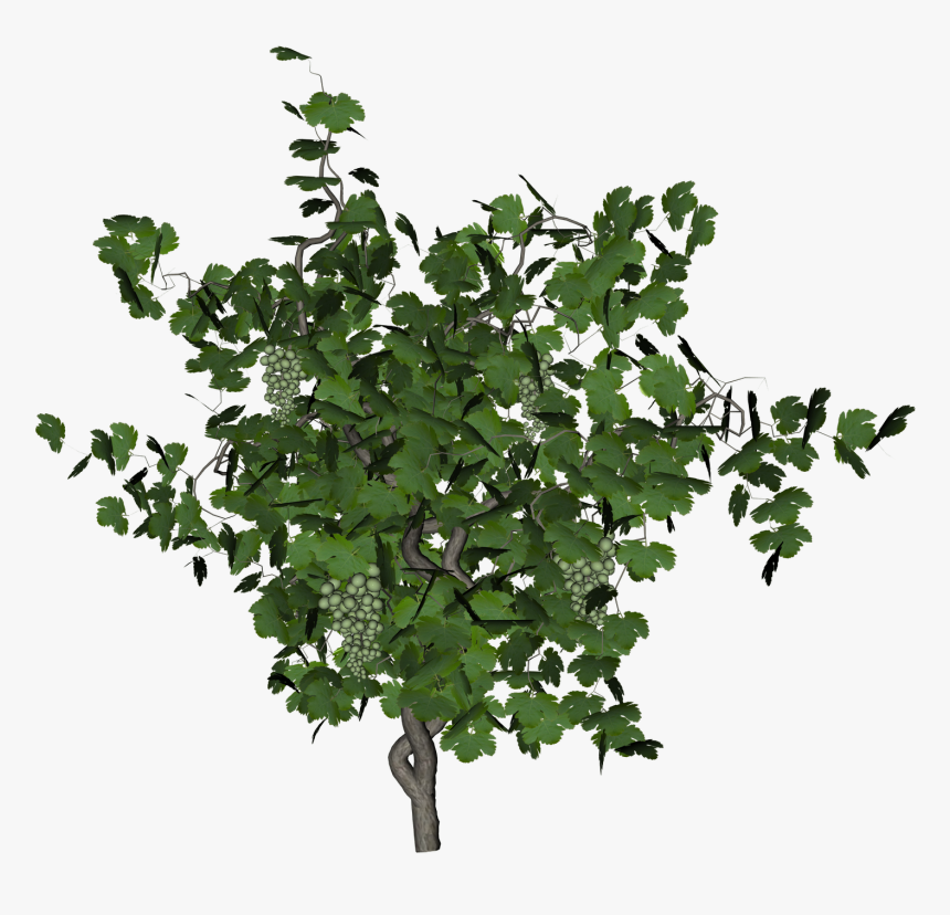 Grape Vine Png, Transparent Png
